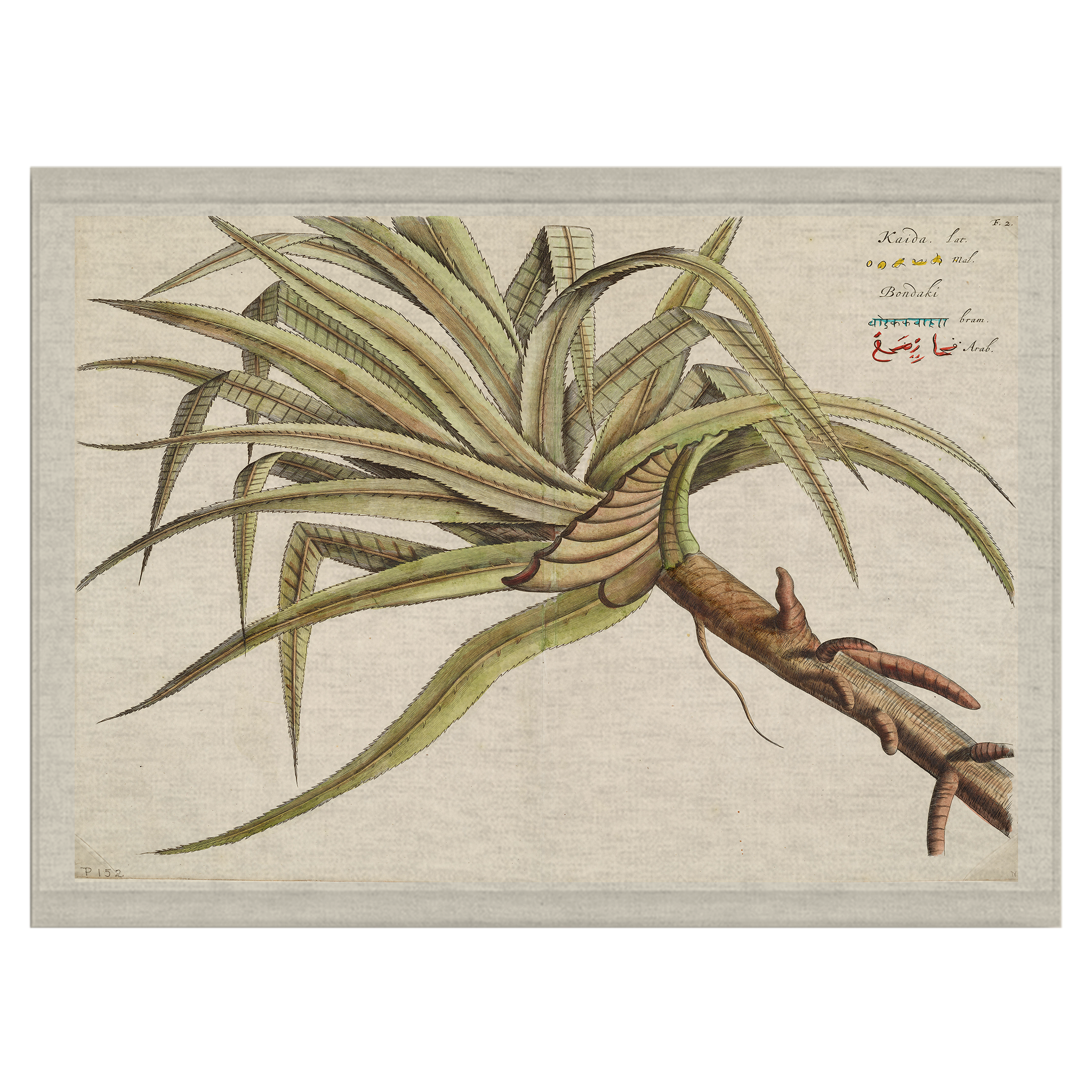 Little Dragon | Wall Hanging