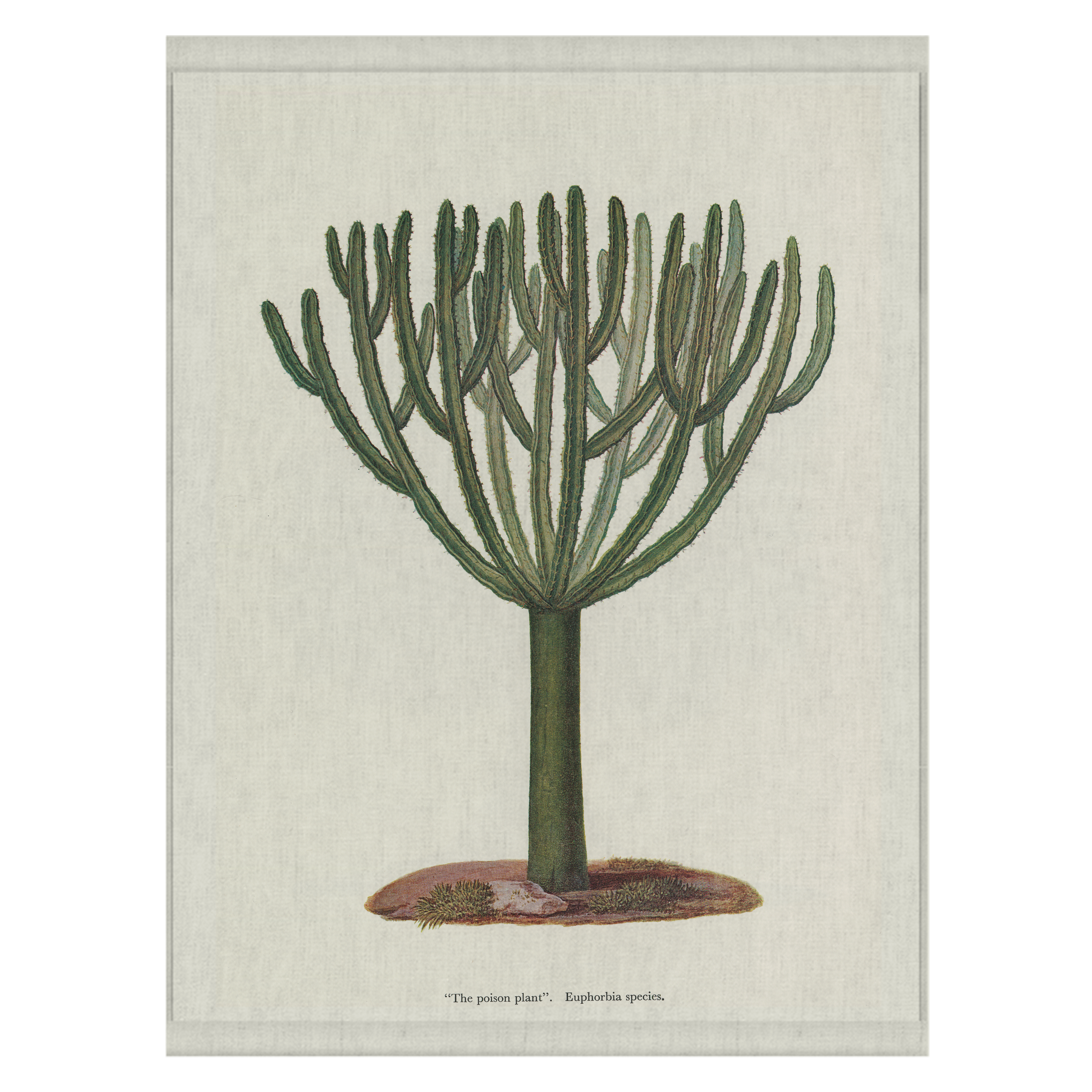 Euphorbia | Wall Hanging