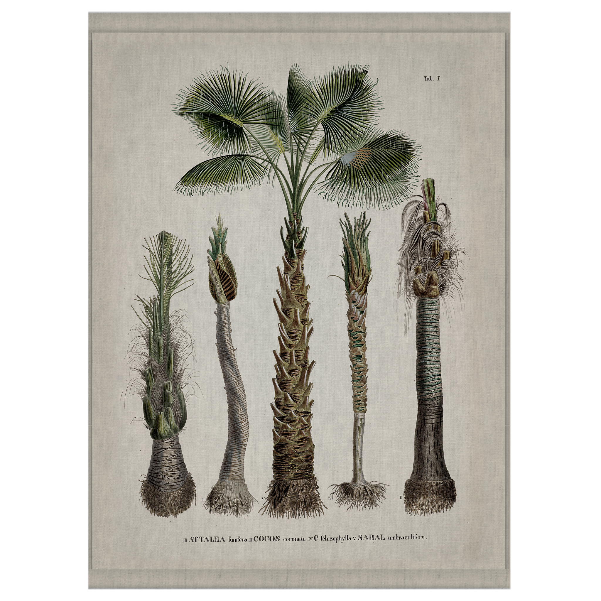 Palm Types | Wall Hanging