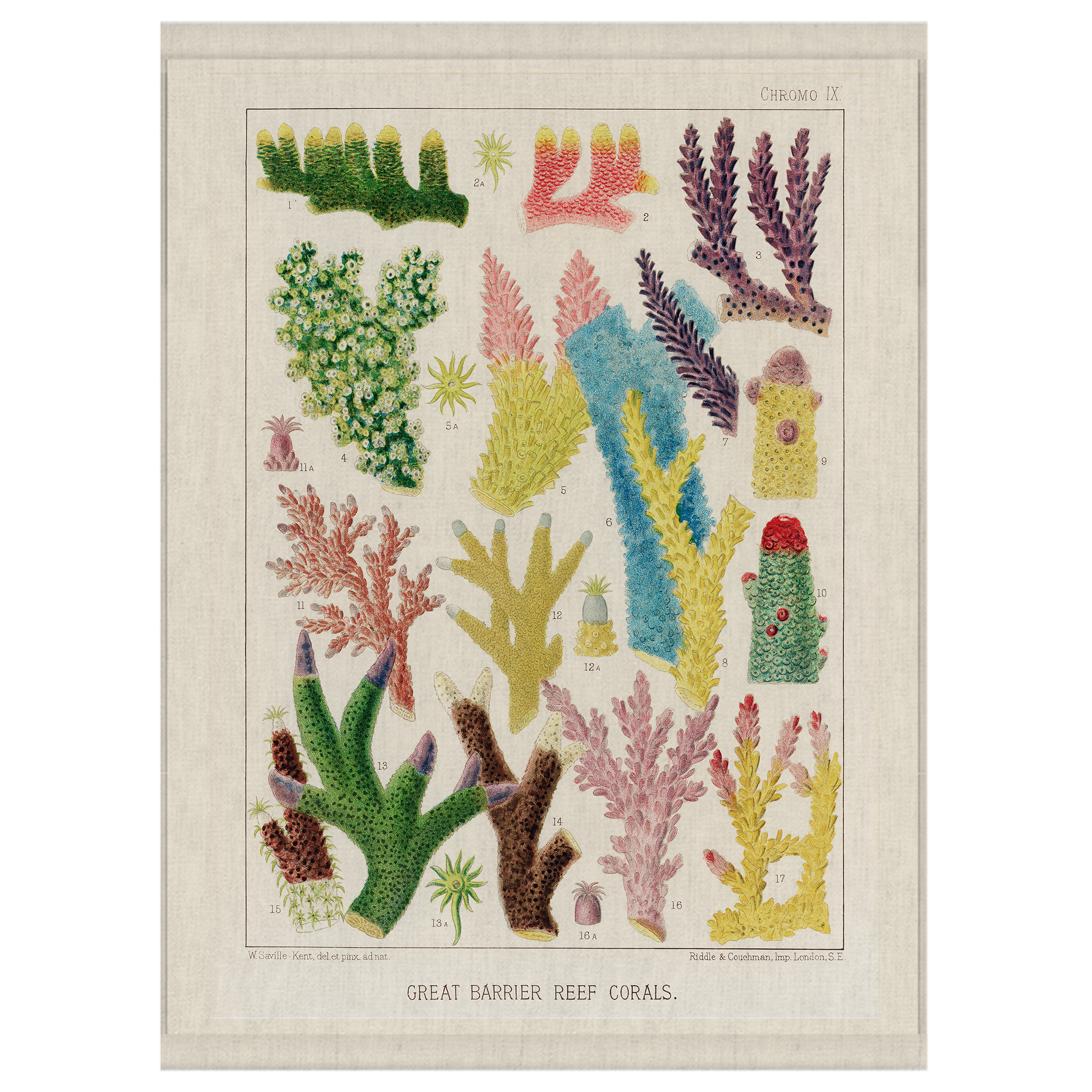 Coral Collection | Wall Hanging