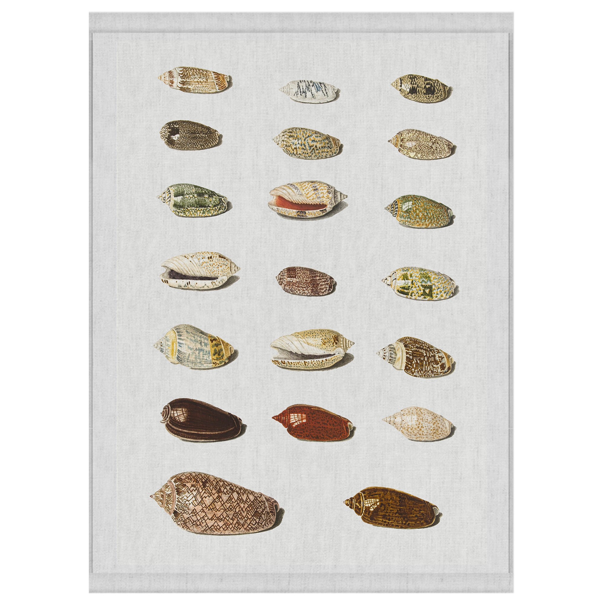 Shell Collection | Wall Hanging
