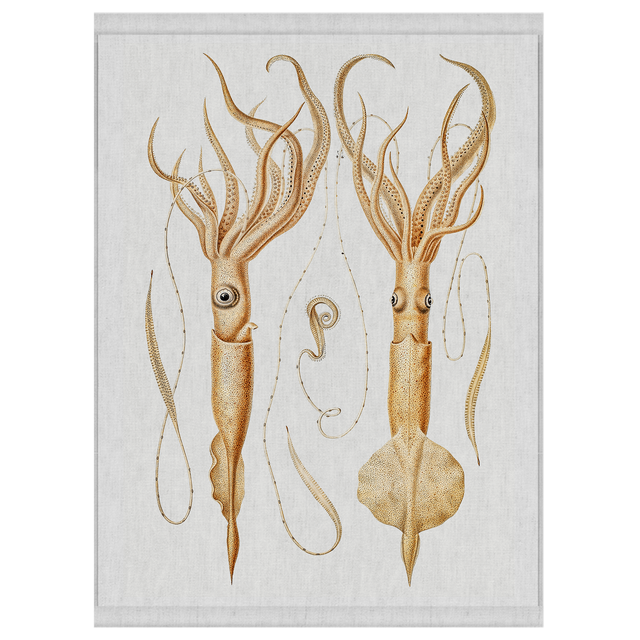 Cuttle | Wall Hanging