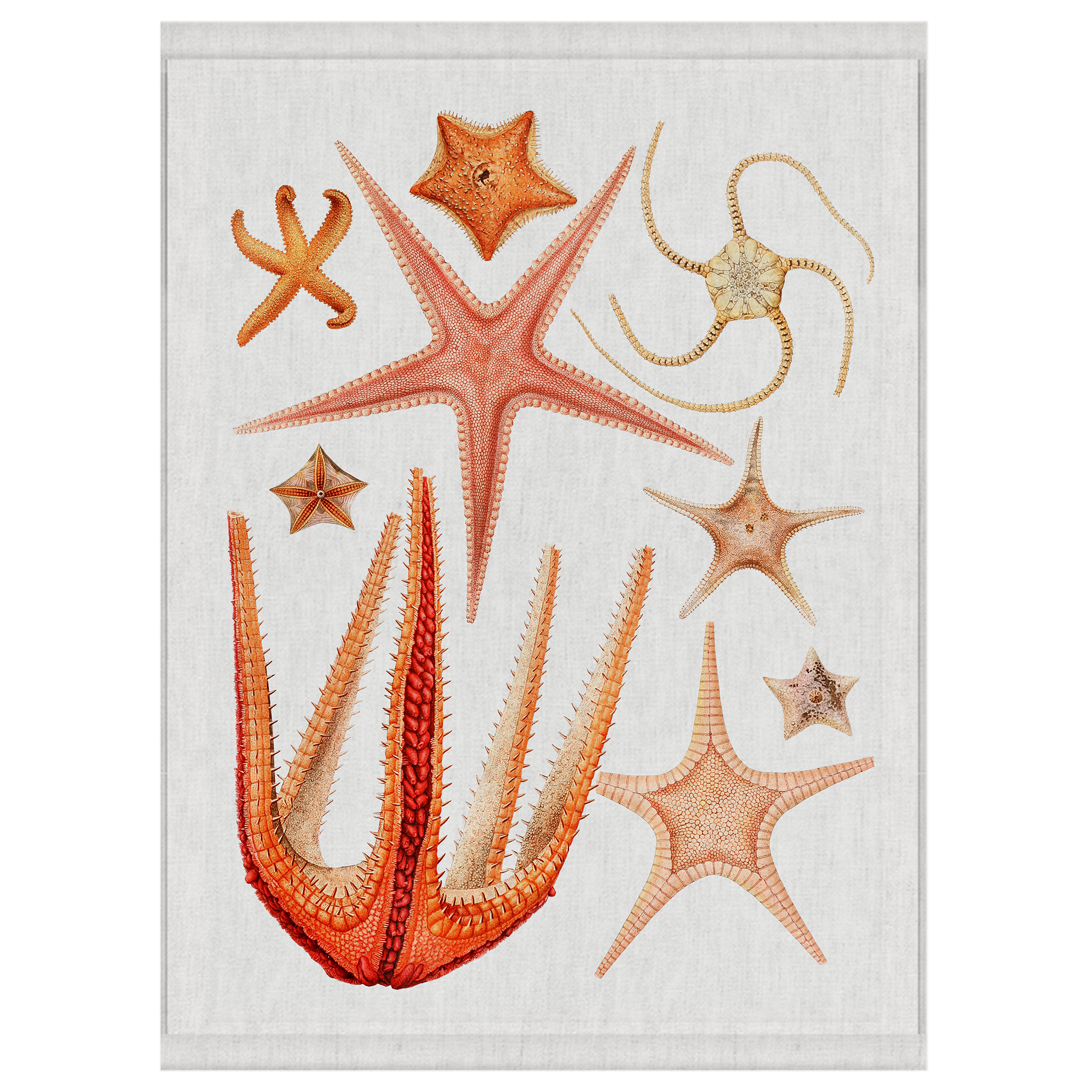 Stardust | Wall Hanging