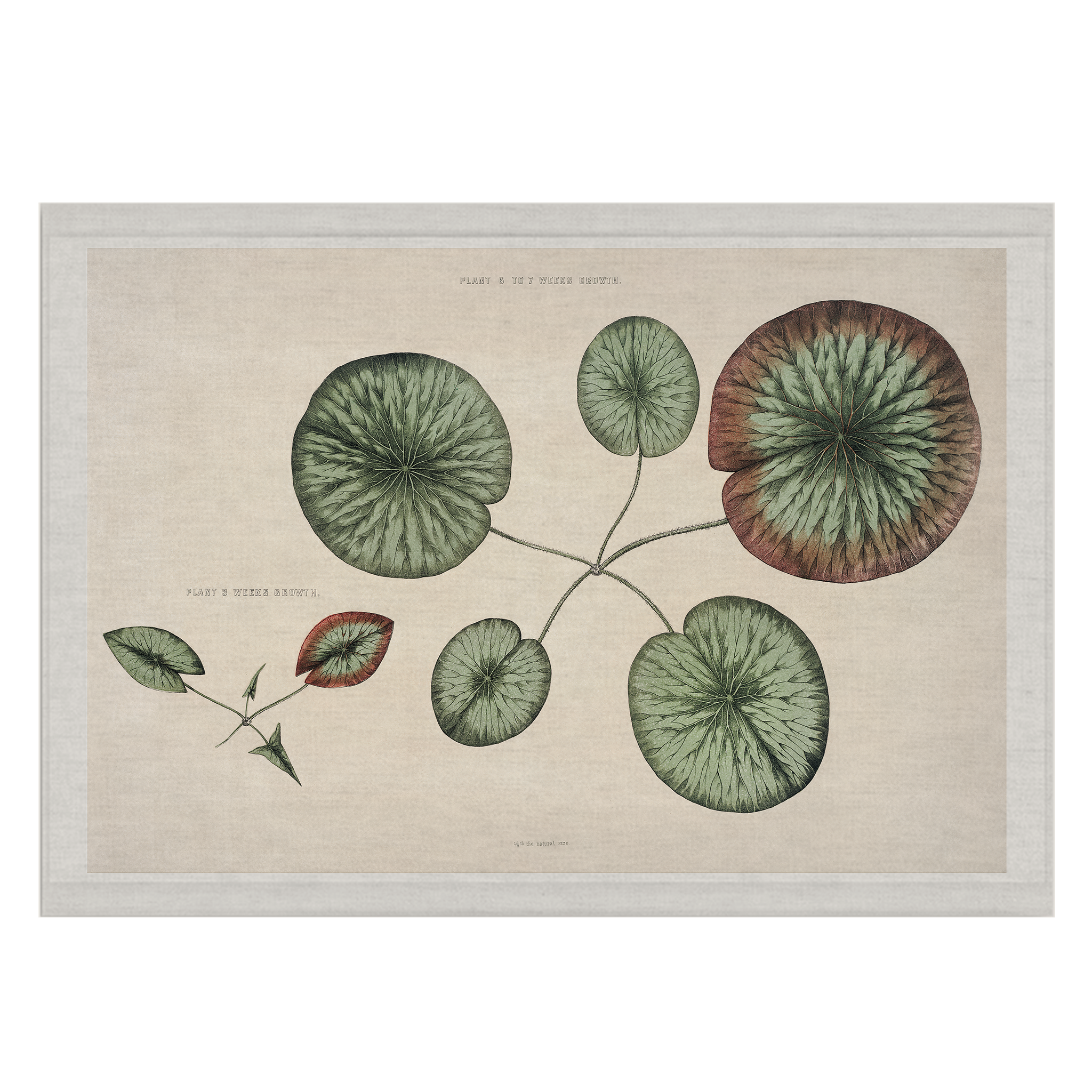 Lily Paddle | Wall Hanging
