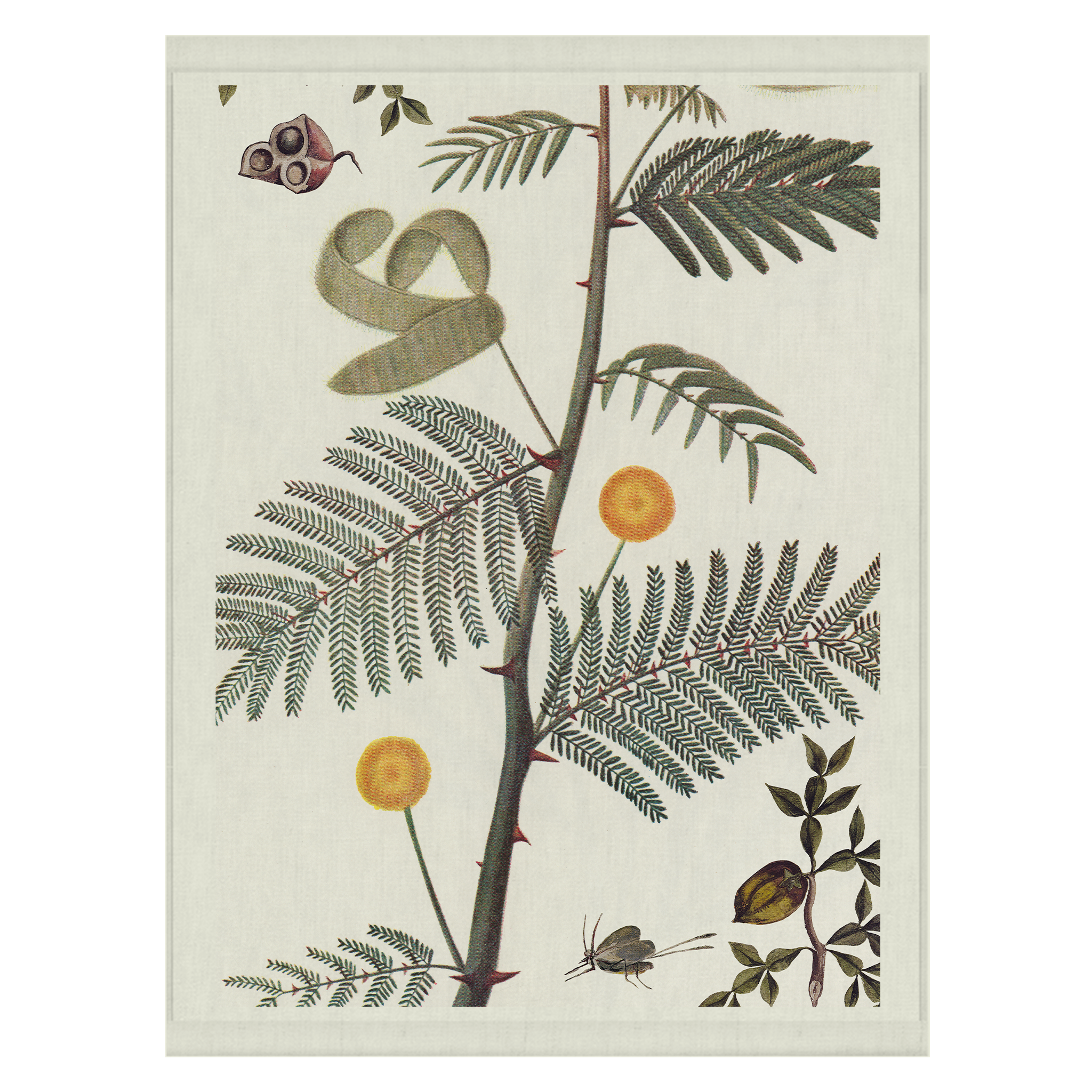 Acacia | Wall hanging